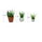 Mini Greenery Plant Decoration Set by Ashland®